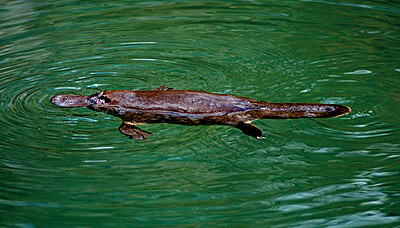 Platypus